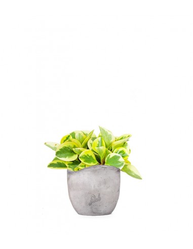 Peperomia green gold