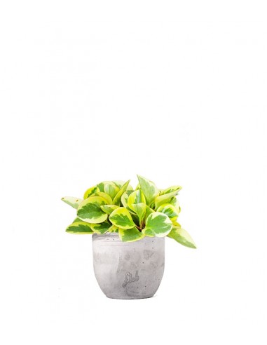 Peperomia green gold