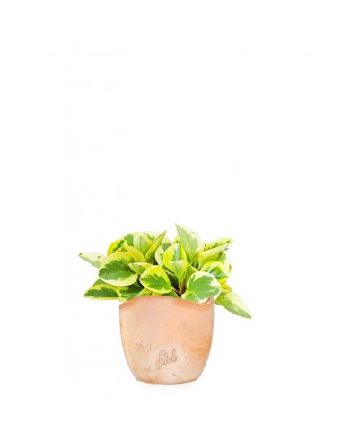 Peperomia green gold