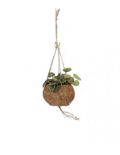 Peperomia in fibra di cocco