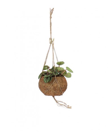Peperomia in fibra di cocco