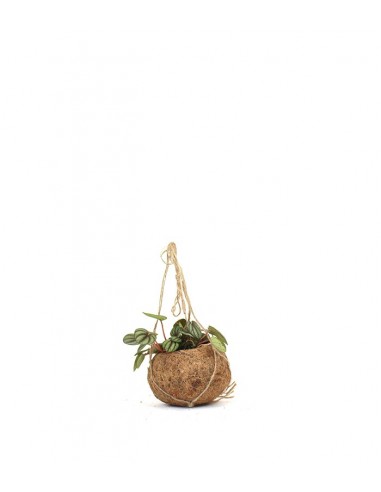 Peperomia in fibra di cocco