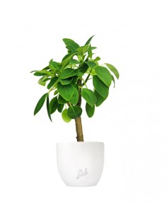 Peperomia Velvetree