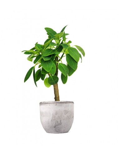Peperomia Velvetree