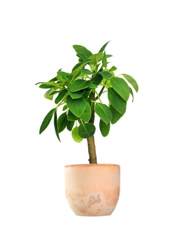 Peperomia Velvetree
