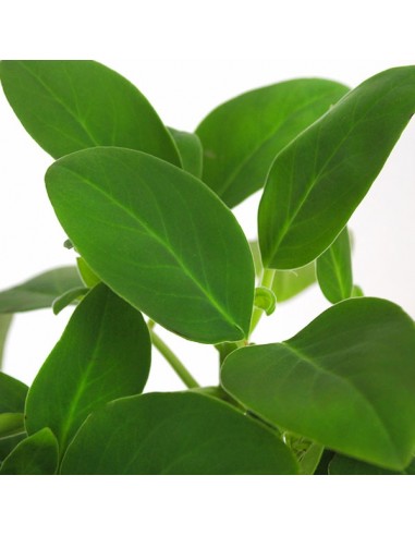 Peperomia Velvetree