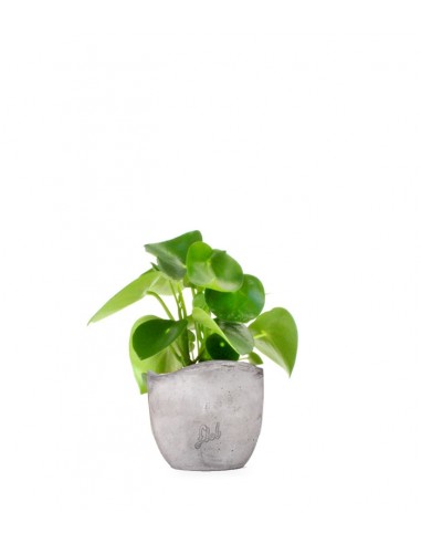 Peperomia Raindrop