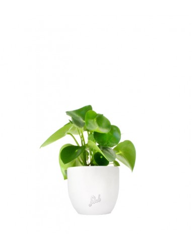Peperomia Raindrop
