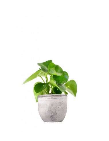 Peperomia Raindrop