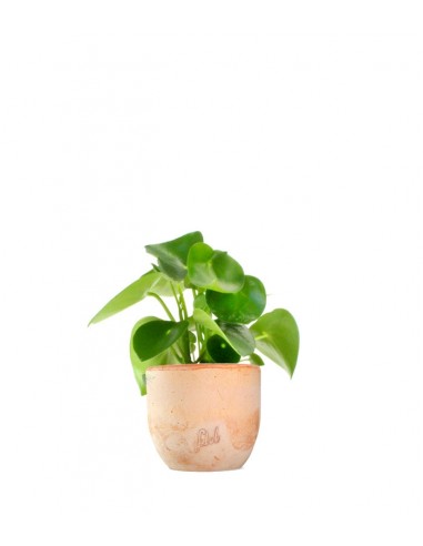 Peperomia Raindrop