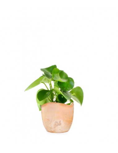 Peperomia Raindrop
