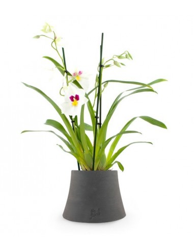 Phalaenopsis Miltoniopsis Bianca