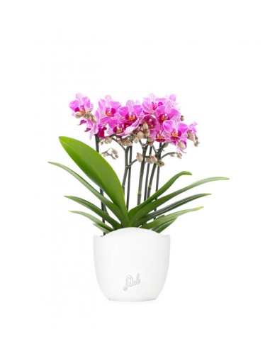Phalaenopsis Boquetto Delight
