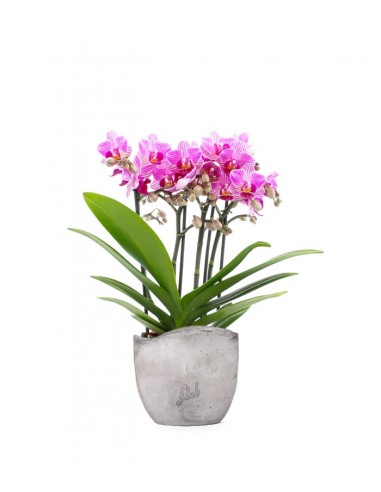 Phalaenopsis Boquetto Delight