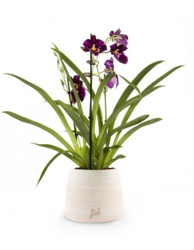 Phalaenopsis Miltoniopsis Viola
