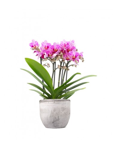 Phalaenopsis Boquetto Delight