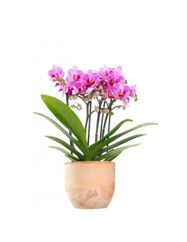 Phalaenopsis Boquetto Delight
