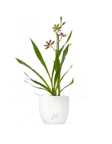 Phalaenopsis Zygopetalum Louisendorf
