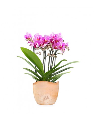 Phalaenopsis Boquetto Delight