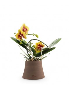 Phalenopsis corona Gialla