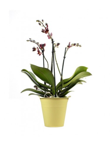 Phalenopsis multi-bordeaux