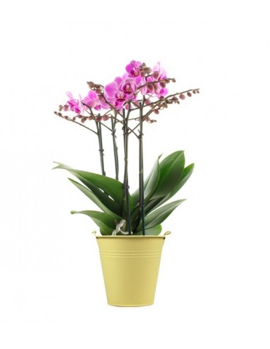 Phalenopsis Multi-fuchsia