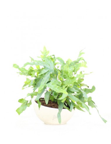 Phlebodium blue star vaso ciotola in...