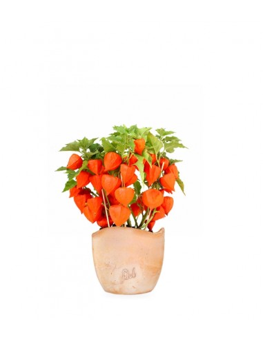 Physalis alkekengi | Lanterne cinesi 