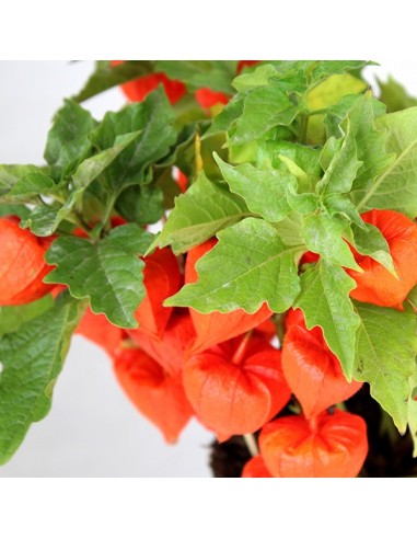 Physalis alkekengi | Lanterne cinesi 