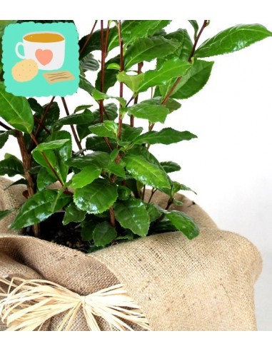 Pianta del tè (Camellia Sinensis) L