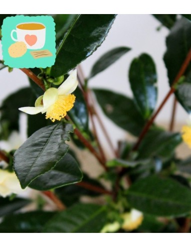 Pianta del tè (Camellia Sinensis) M