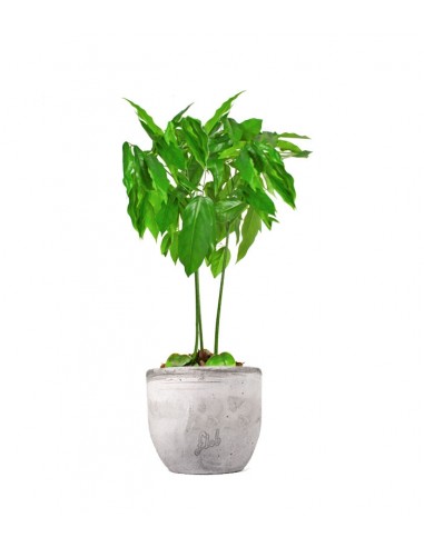 Pianta di Castano