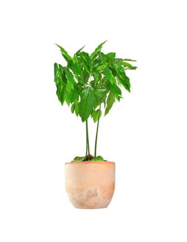 Pianta di Castano