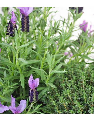 Piante di Lavanda e Timo
