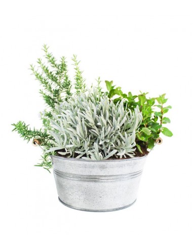 Piante di lavanda, menta e rosmarino...