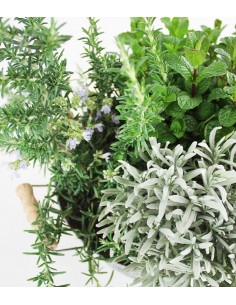 Piante di lavanda, menta e... 2