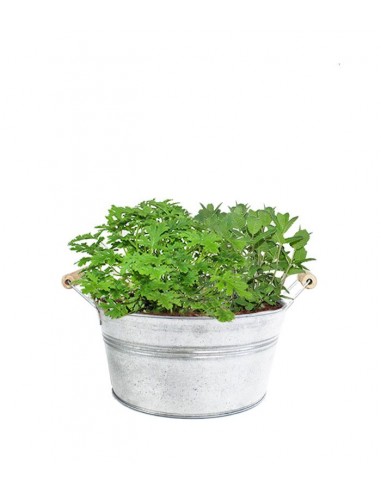 Piante di Menta e Geranio odoroso
