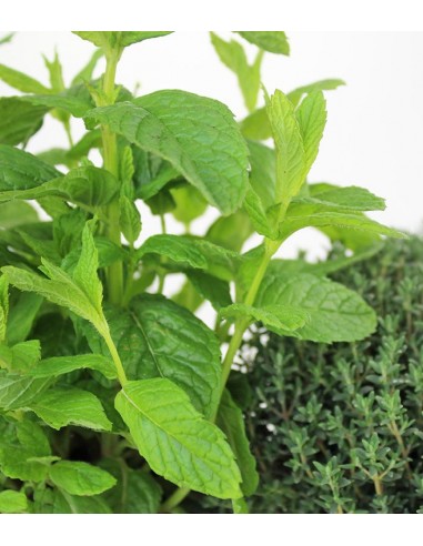 Piante di Timo e menta