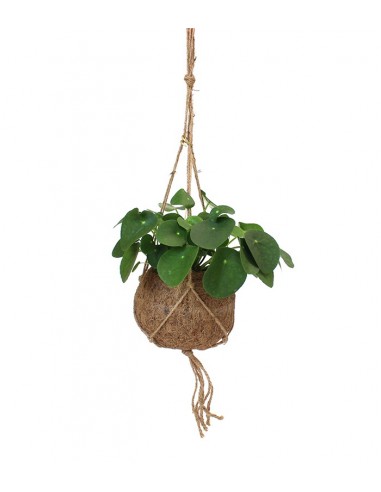 Pilea | pianta delle monete in fibra...