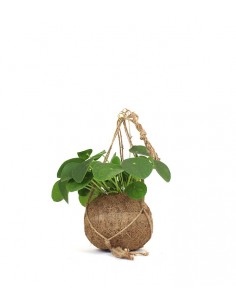 Pilea | pianta delle monete... 2