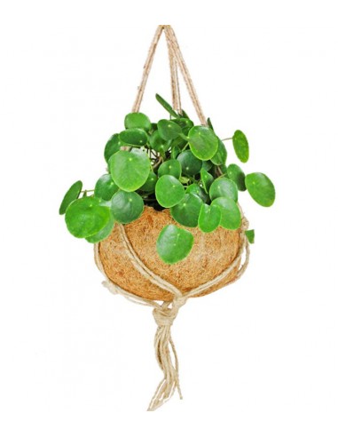 Pilea in fibra di cocco XL