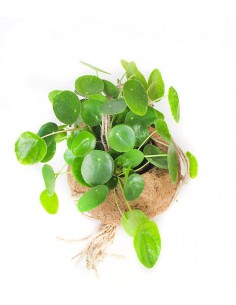 Pilea in fibra di cocco XL 2