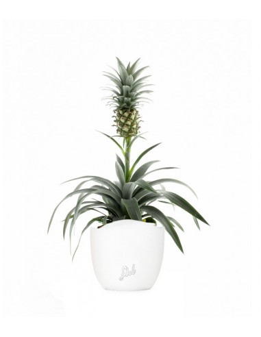 Pineapple Corona| Pianta ananas