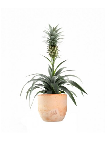 Pineapple Corona| Pianta ananas