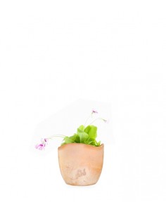 Pinguicola Tina