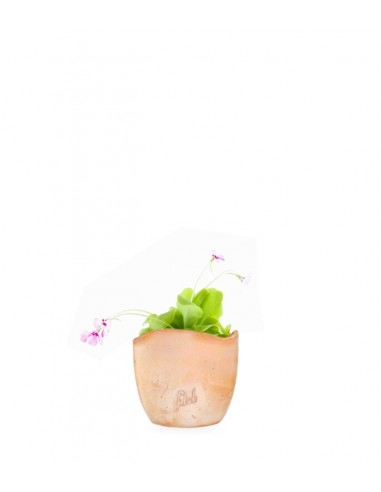 Pinguicola Tina