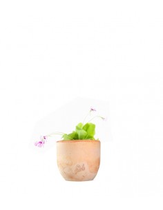 Pinguicola Tina 2