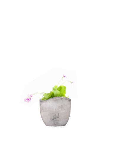 Pinguicola Tina
