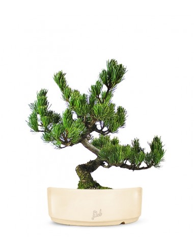 Pino Pentaphilla Giapponese