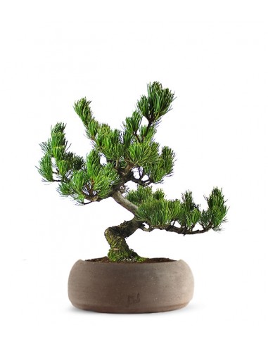 Pino Pentaphilla Giapponese